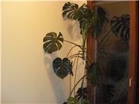 d4ec3837-11.08.2009 001.jpg